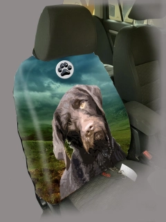 Dog Autopotah-Český fousek