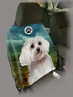 Dog Autopotah-Maltézský psík