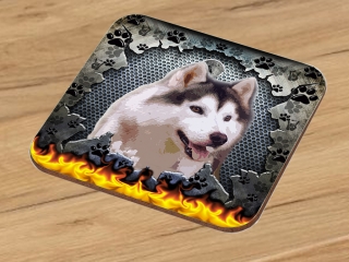 Podtácek-Sibiřský husky
