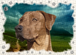 Puzzle 60-Rhodézský ridgeback