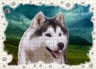 Puzzle 60-Sibiřský husky