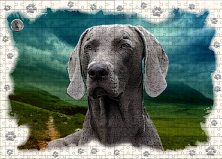 Puzzle 60-Výmarský ohař
