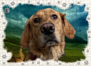 Puzzle 60-Zlatý retrívr